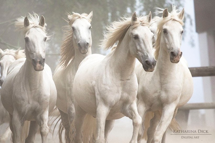 Camargue Pferde im Freilauf